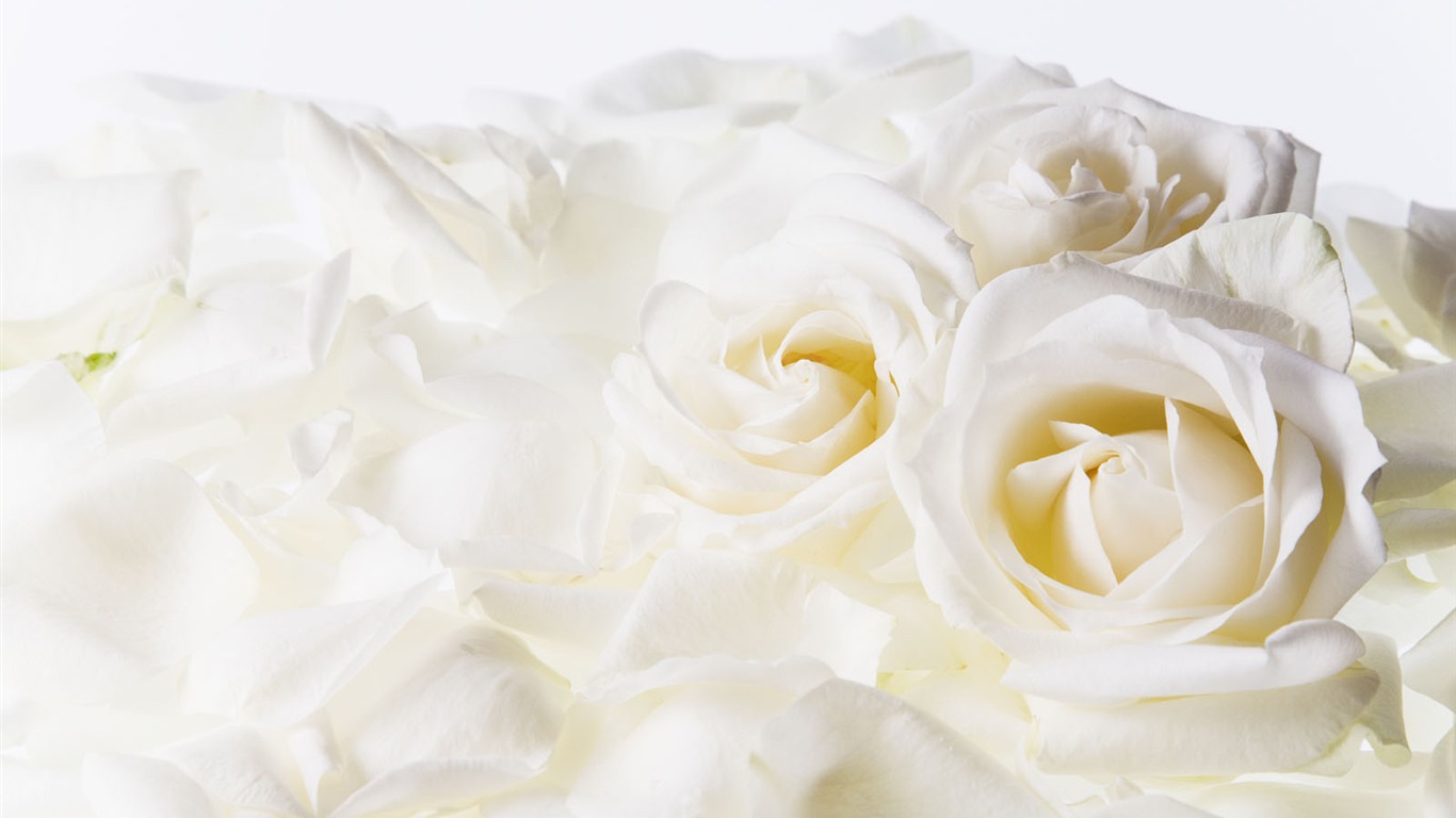 Wedding Flowers Wallpapers (4) #14 - 1366x768