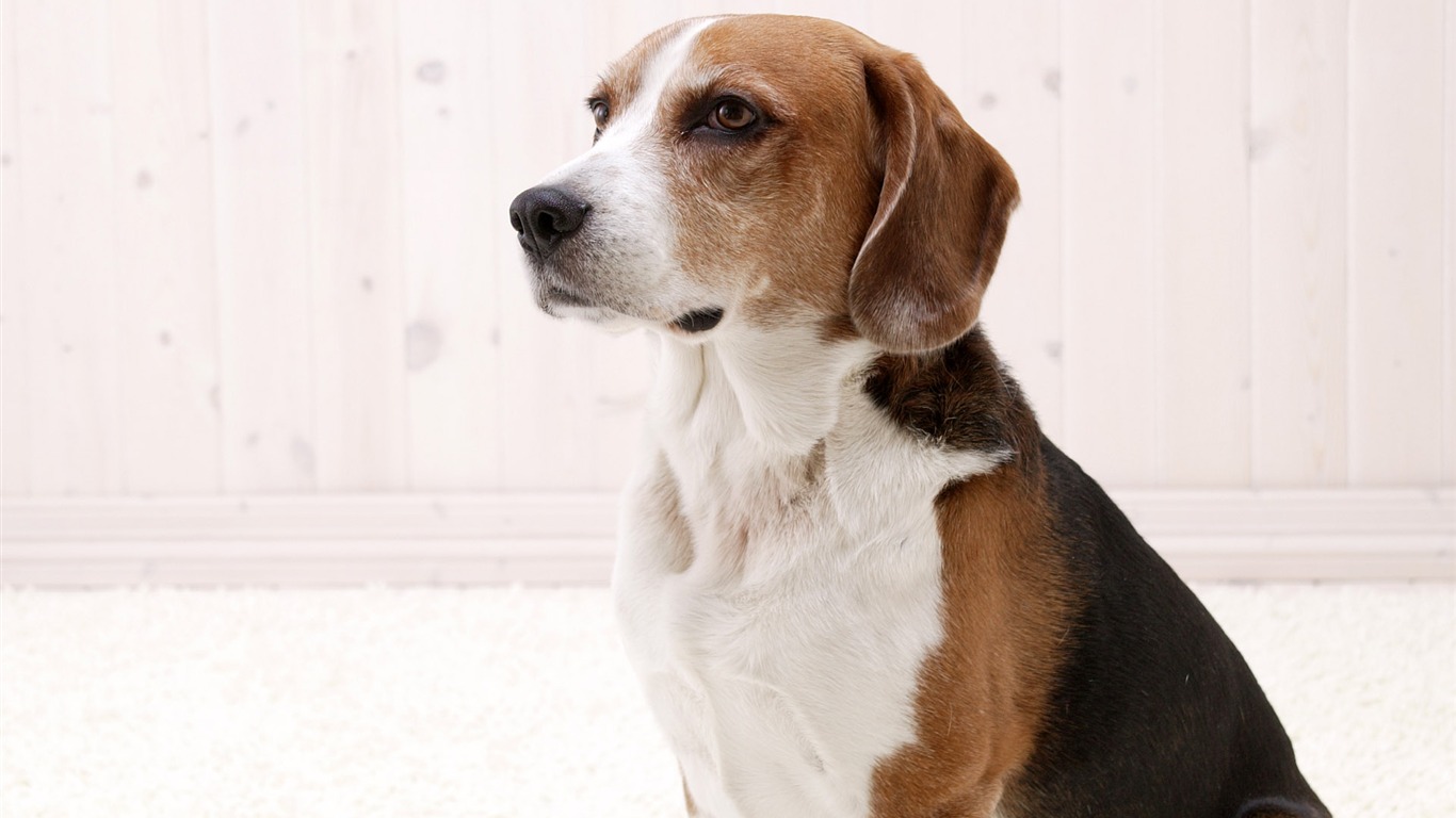 Puppy Foto HD Tapety na plochu (5) #3 - 1366x768