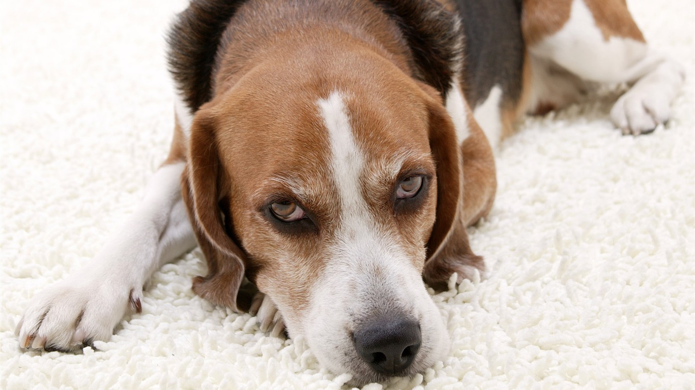 Puppy Foto HD Tapety na plochu (5) #4 - 1366x768