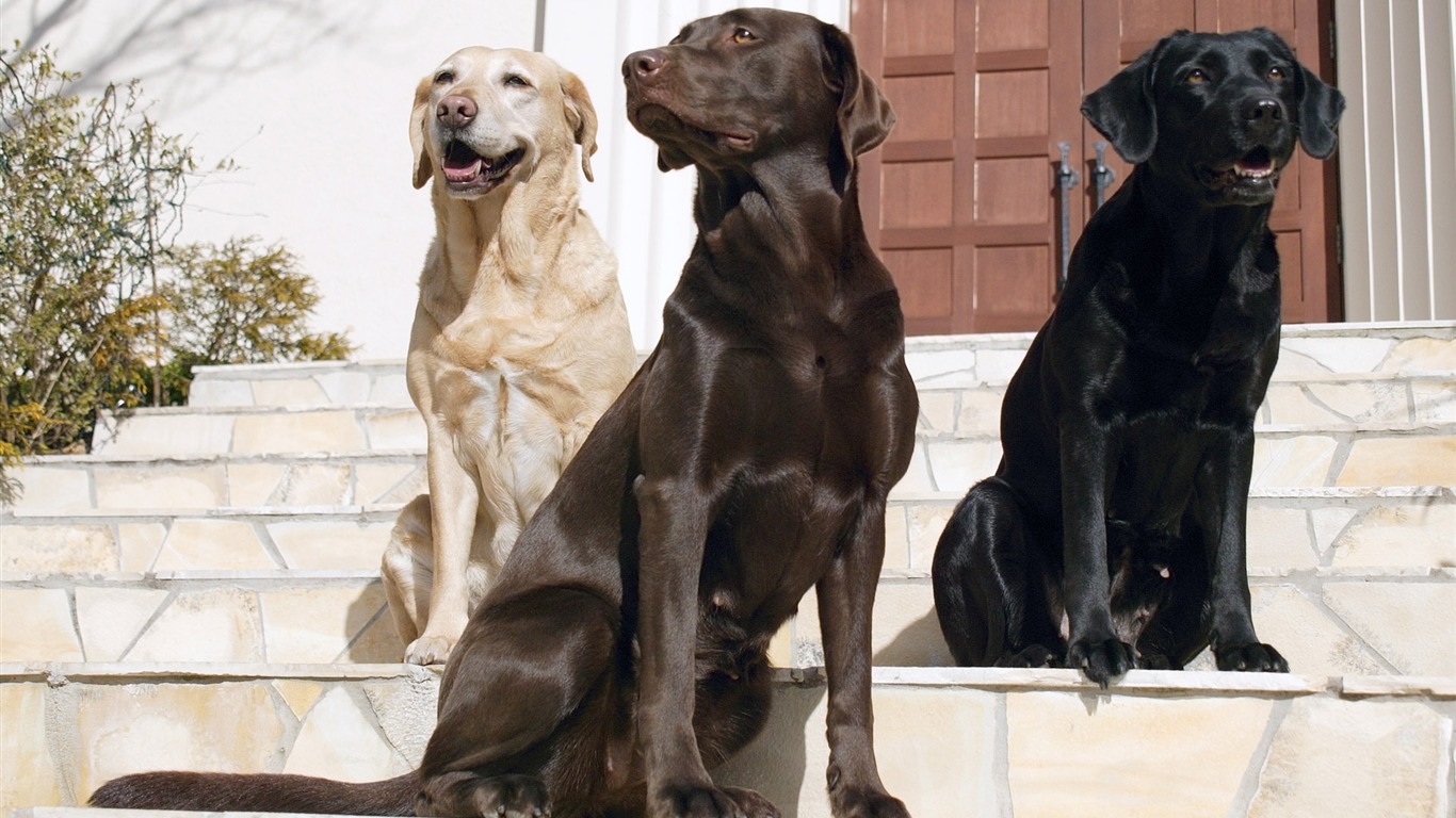 Puppy Foto HD Tapety na plochu (5) #7 - 1366x768