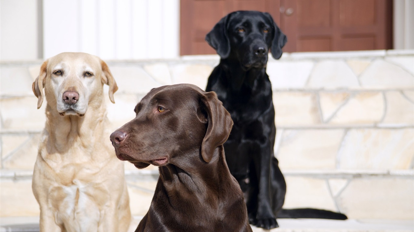 Puppy Foto HD Tapety na plochu (5) #8 - 1366x768