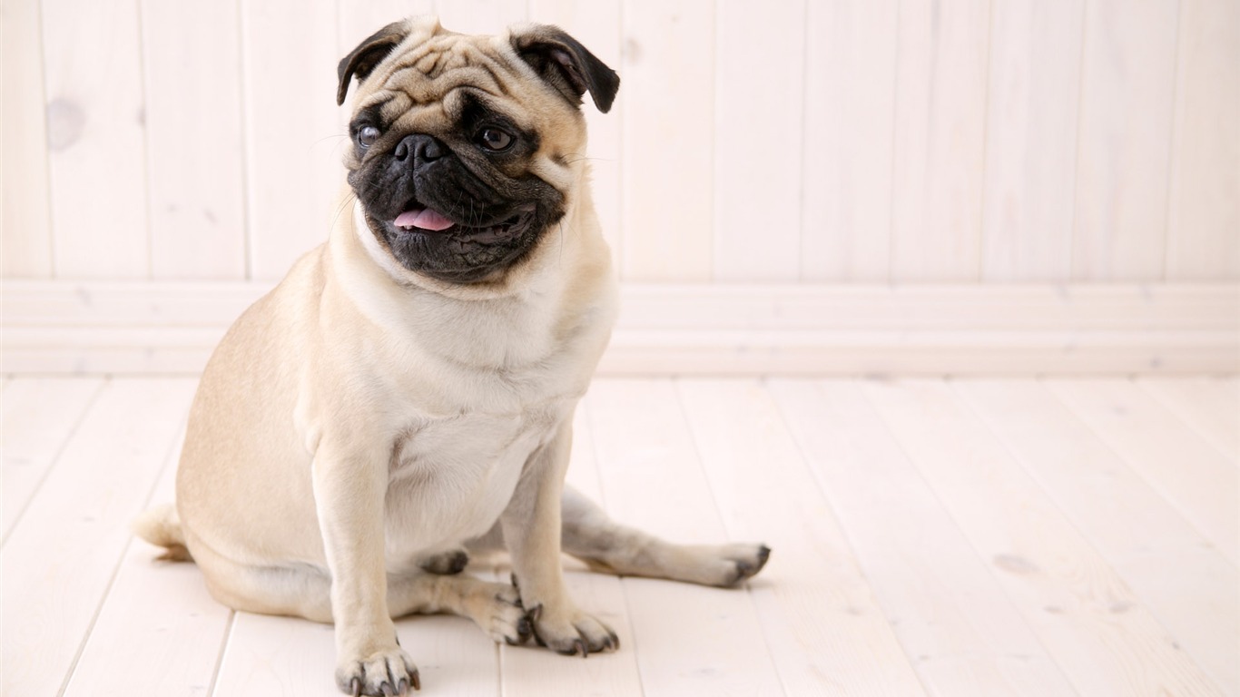 Puppy Foto HD Tapety na plochu (5) #9 - 1366x768