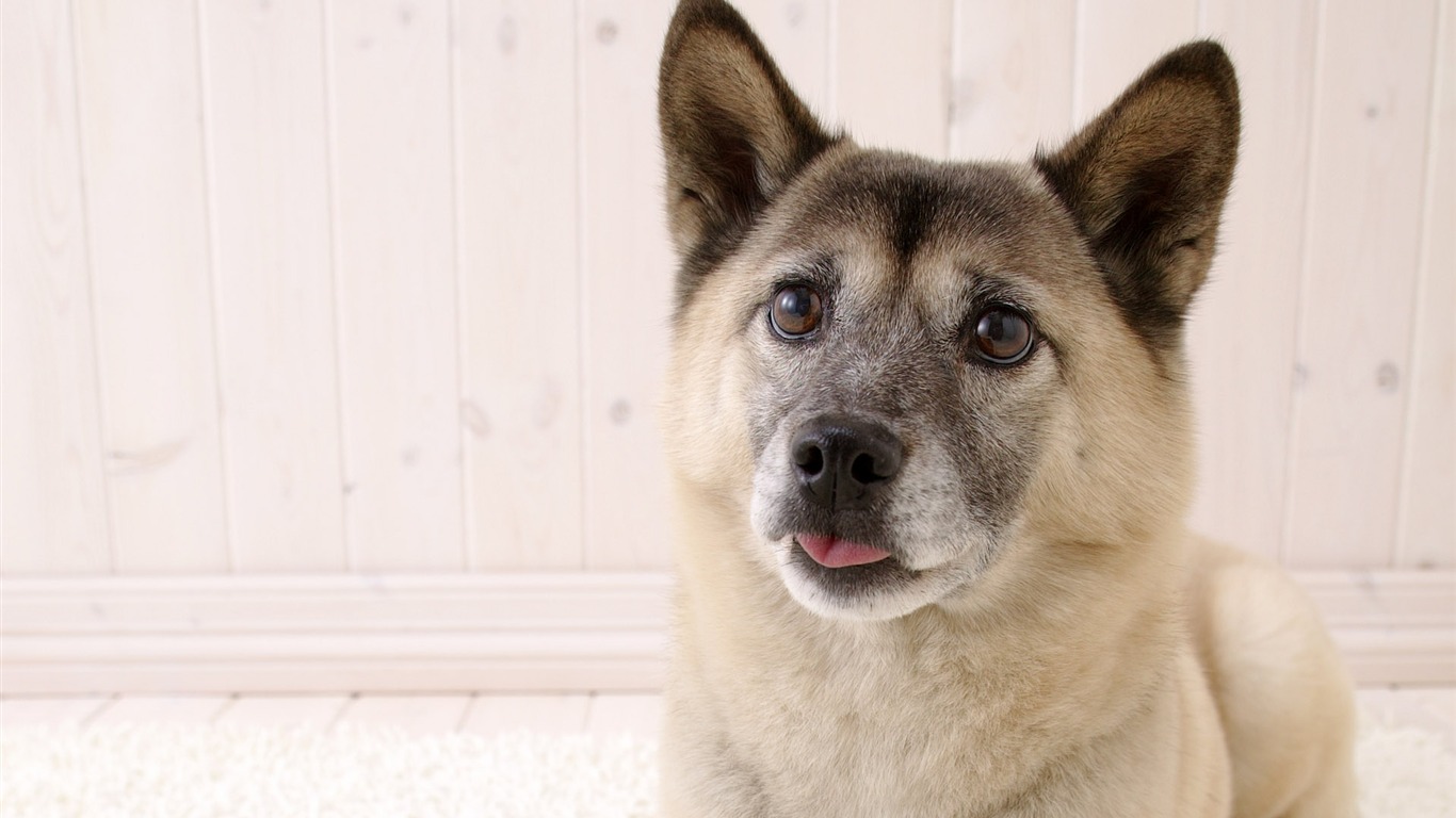 Puppy Photo HD wallpapers (5) #11 - 1366x768