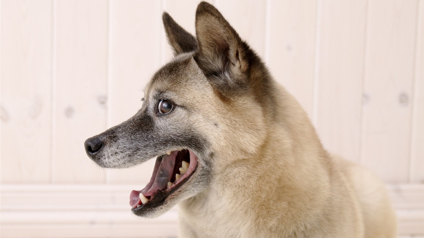 Puppy Foto HD Tapety na plochu (5) #12 - 1366x768