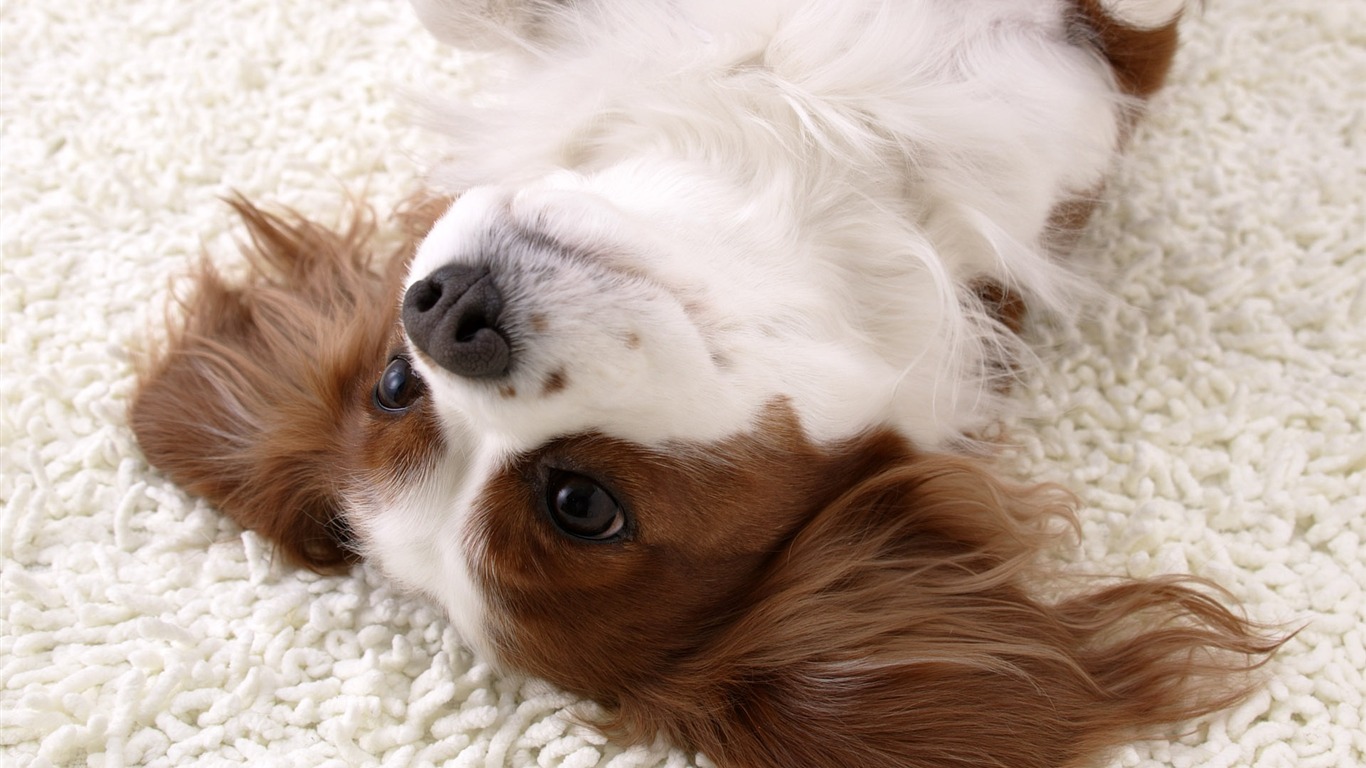 Puppy Photo HD wallpapers (5) #13 - 1366x768