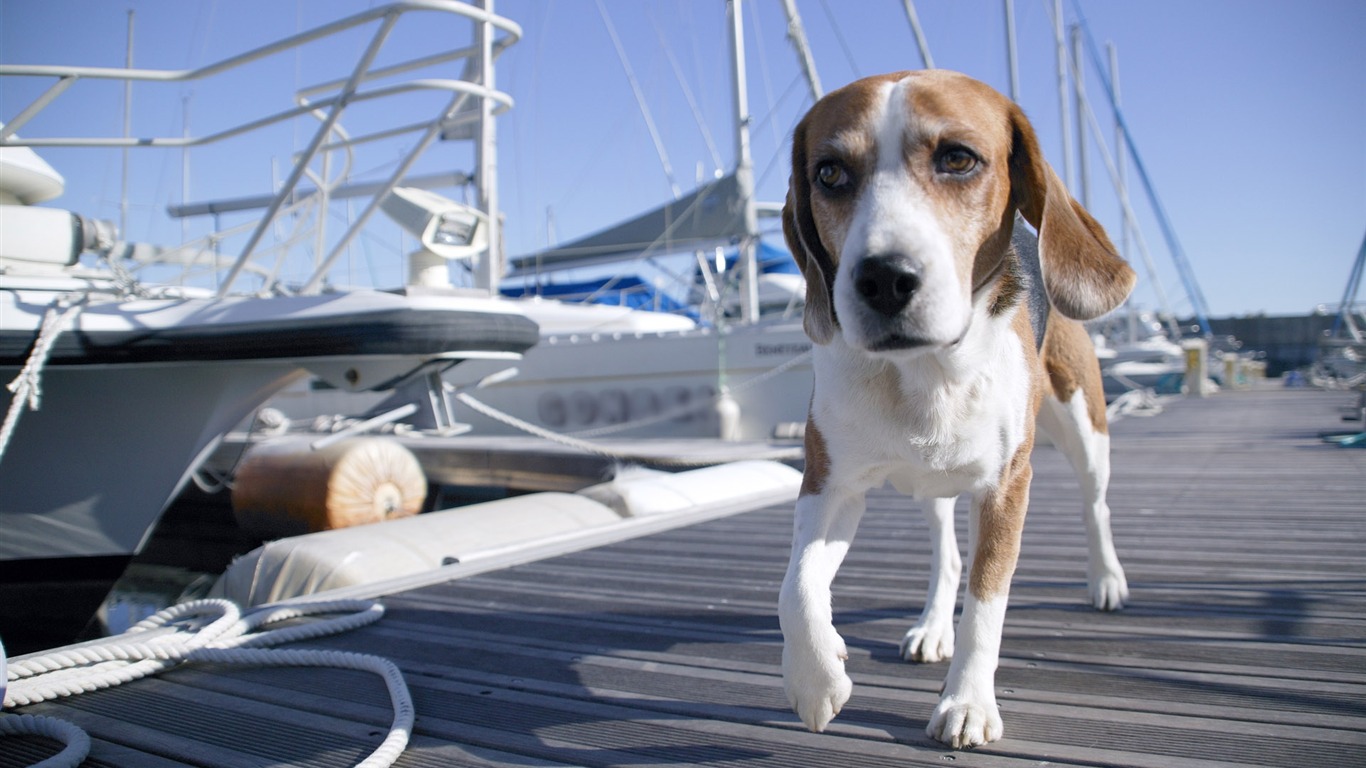 Puppy Foto HD Tapety na plochu (5) #15 - 1366x768