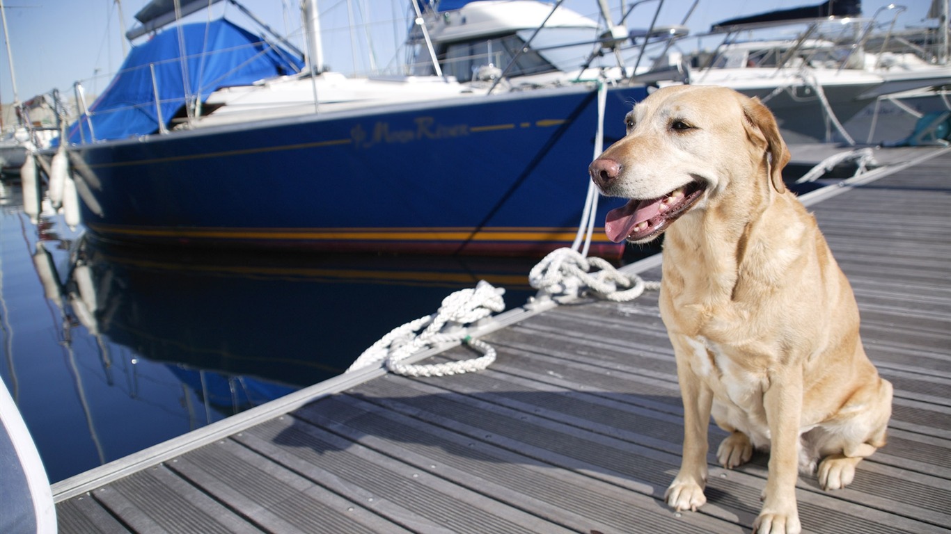 Puppy Photo HD wallpapers (5) #16 - 1366x768