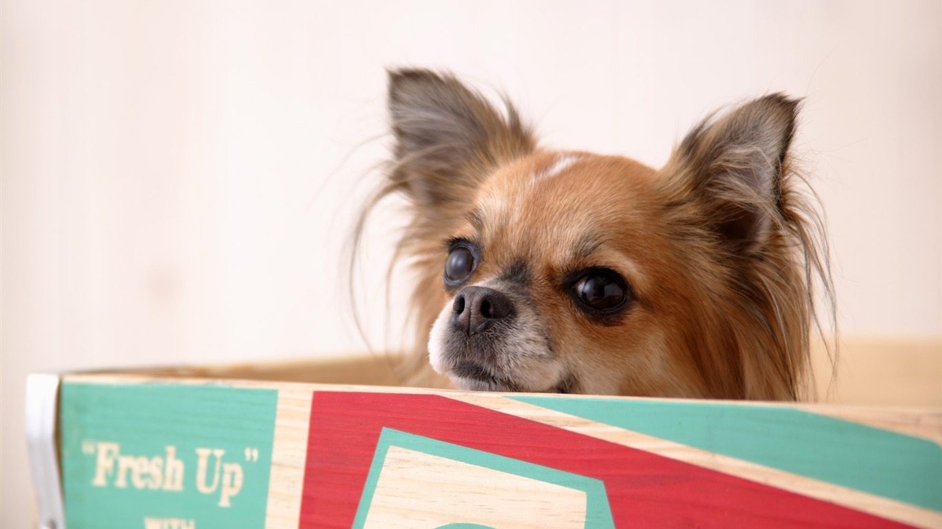Puppy Photo HD wallpapers (5) #17 - 1366x768