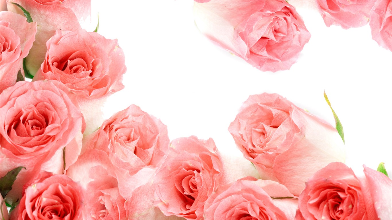 Rose Foto tapety (2) #4 - 1366x768
