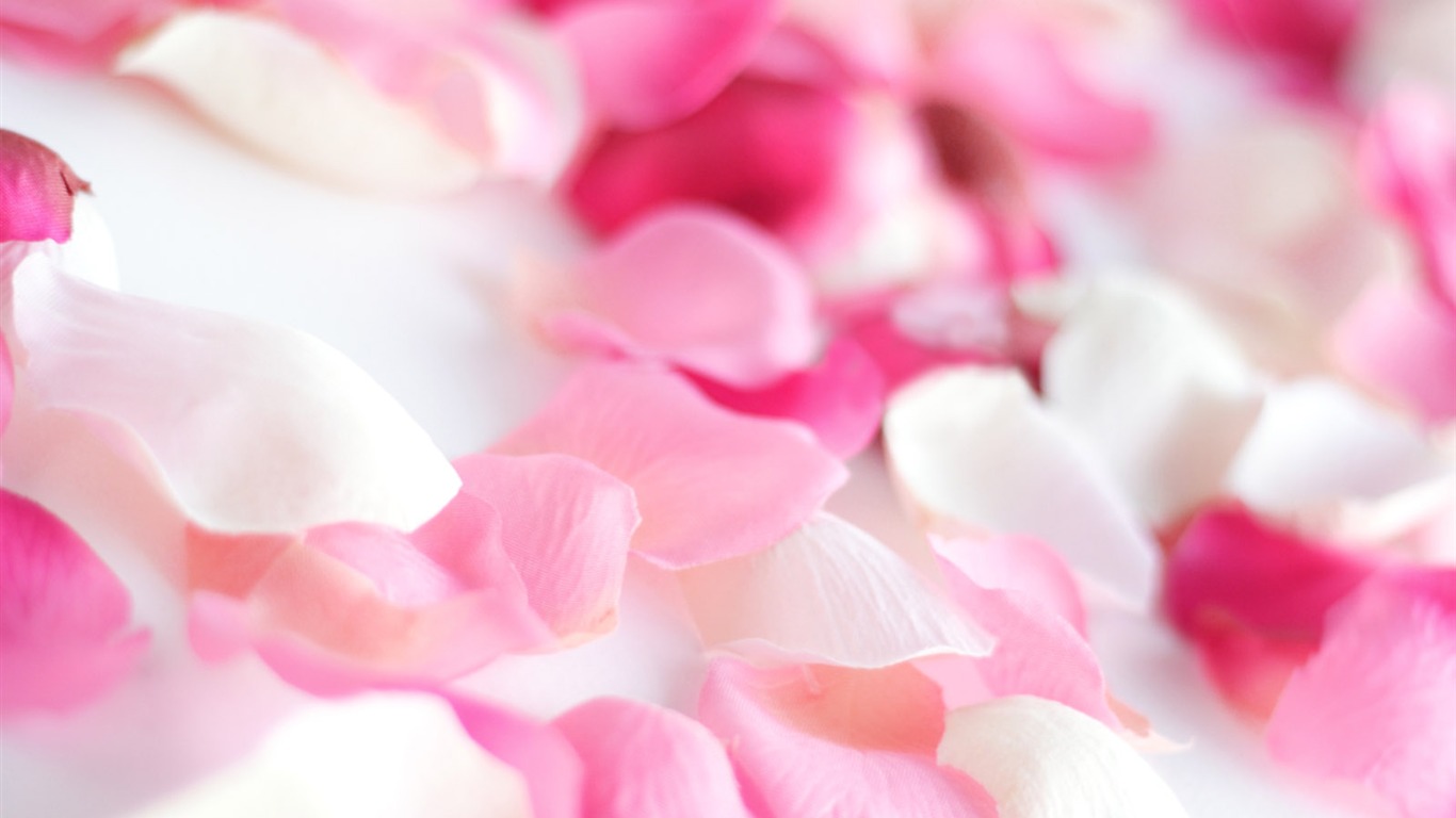 Rose Photo Wallpaper (2) #5 - 1366x768