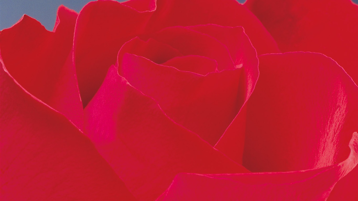 玫瑰写真 壁纸(二)9 - 1366x768