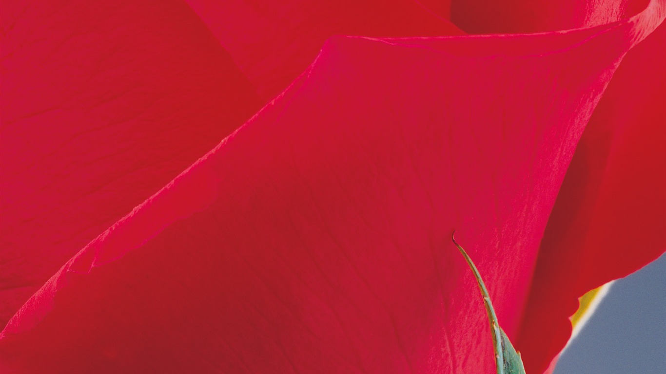 Rose Foto tapety (2) #10 - 1366x768