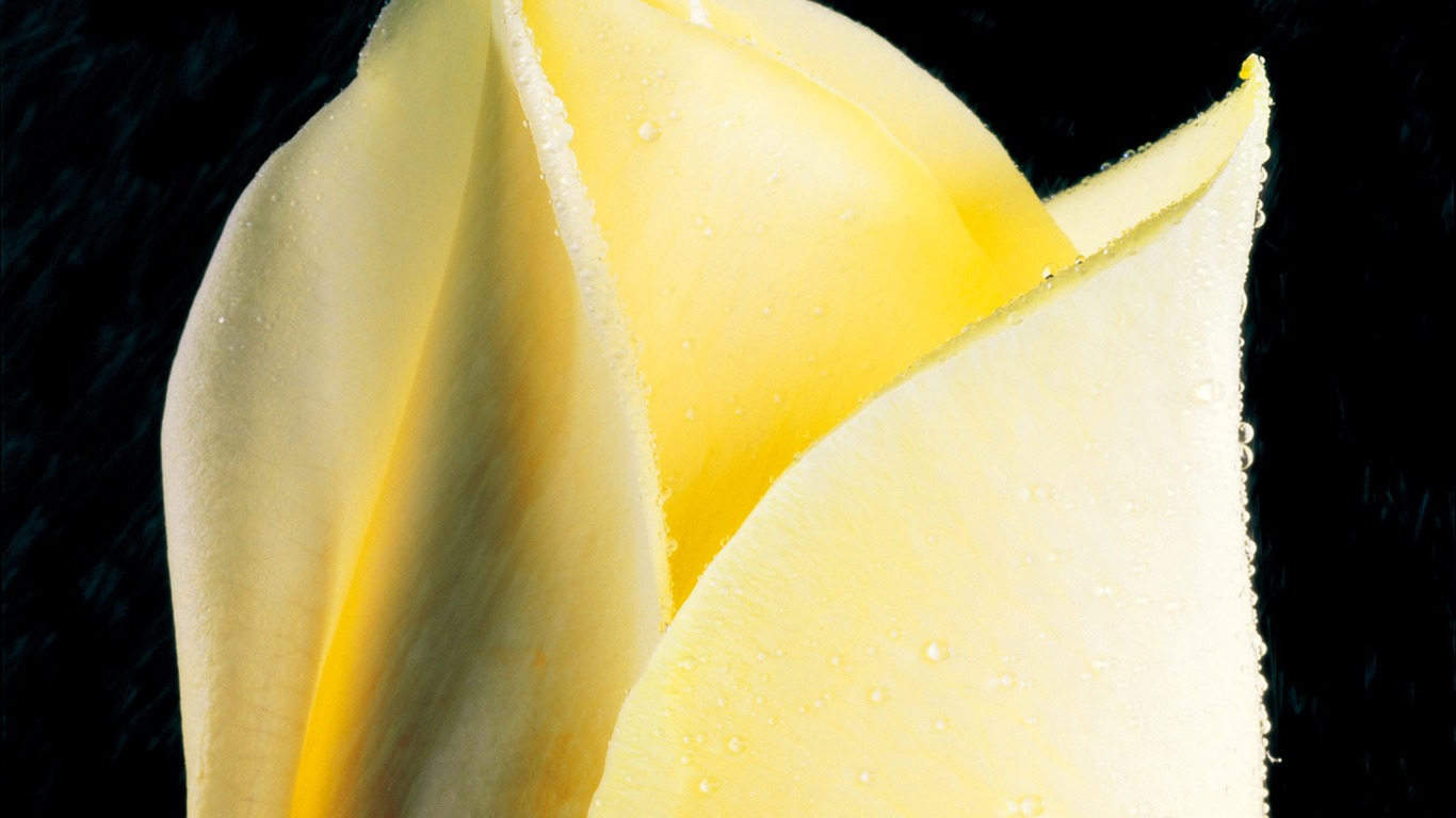 Rose Foto tapety (2) #12 - 1366x768