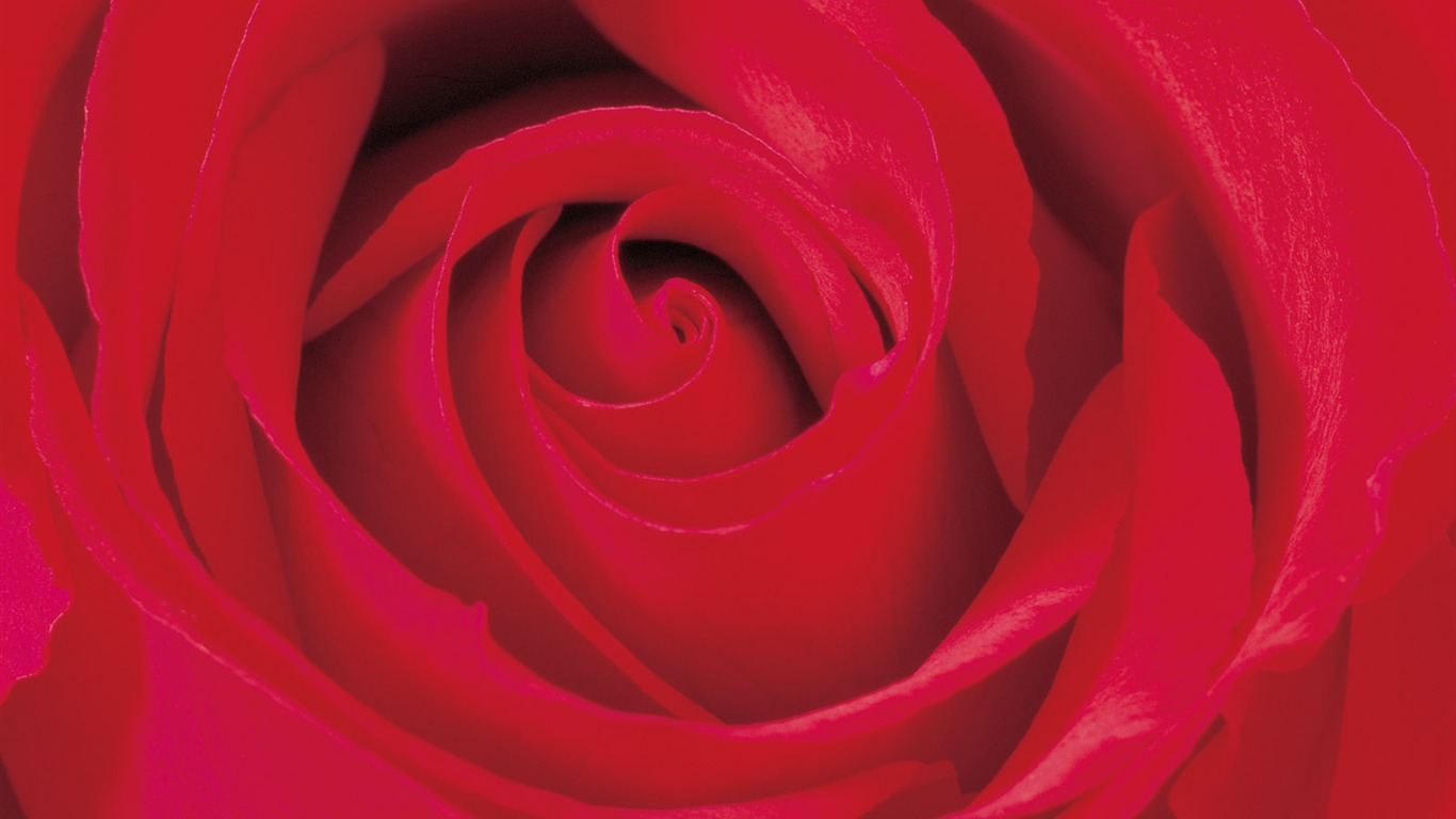 Rose Photo Wallpaper (2) #19 - 1366x768