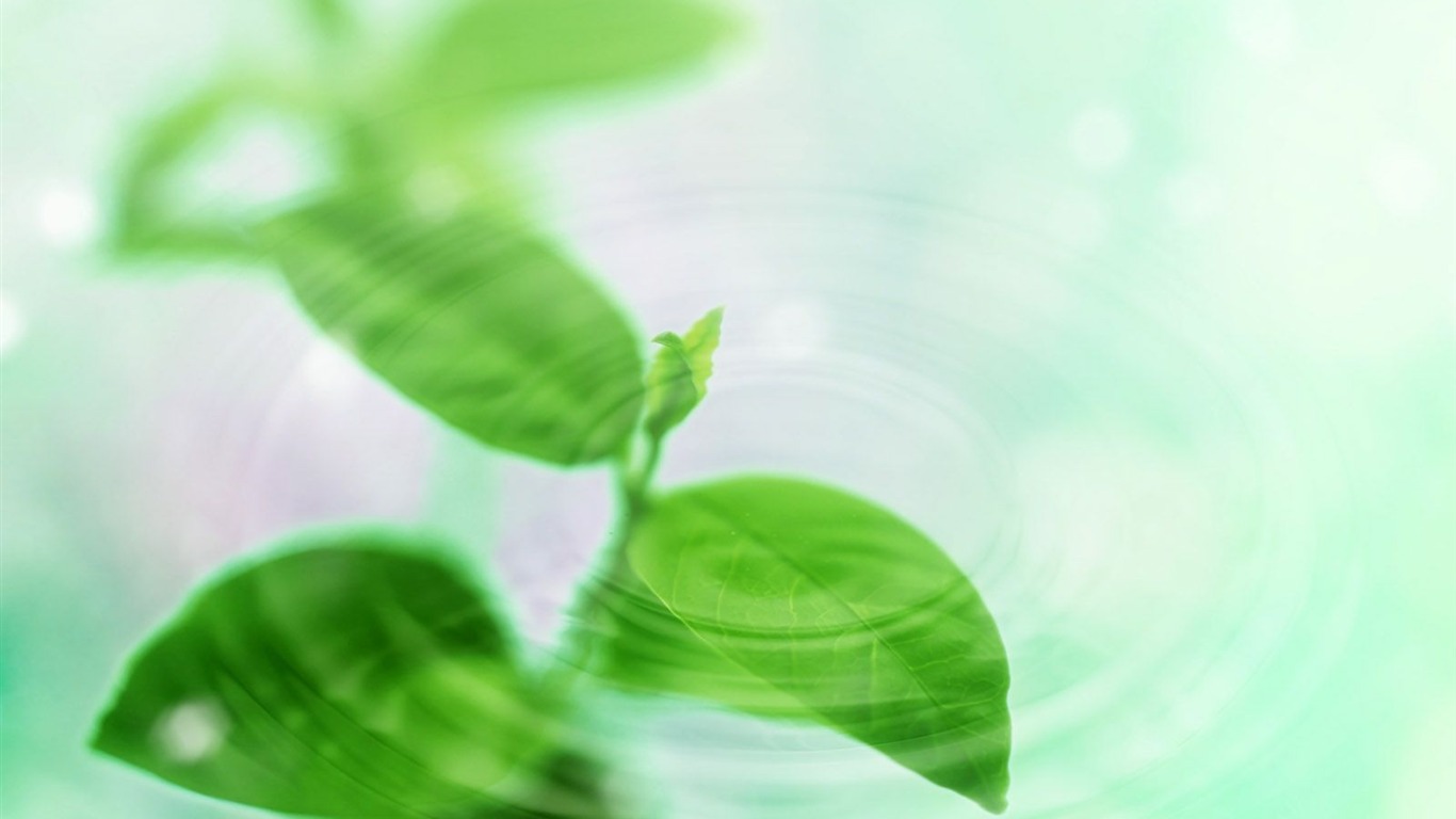 清爽水紋綠葉壁紙 #3 - 1366x768