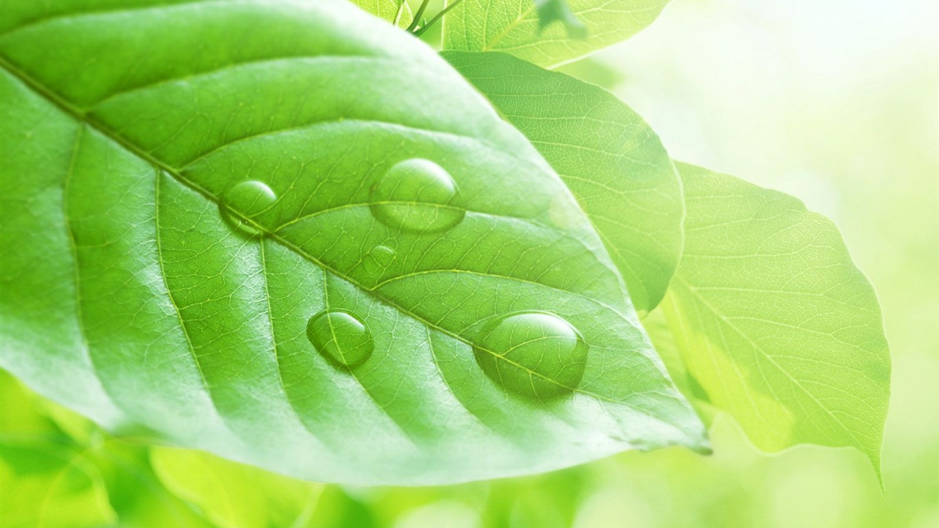 清爽水紋綠葉壁紙 #7 - 1366x768