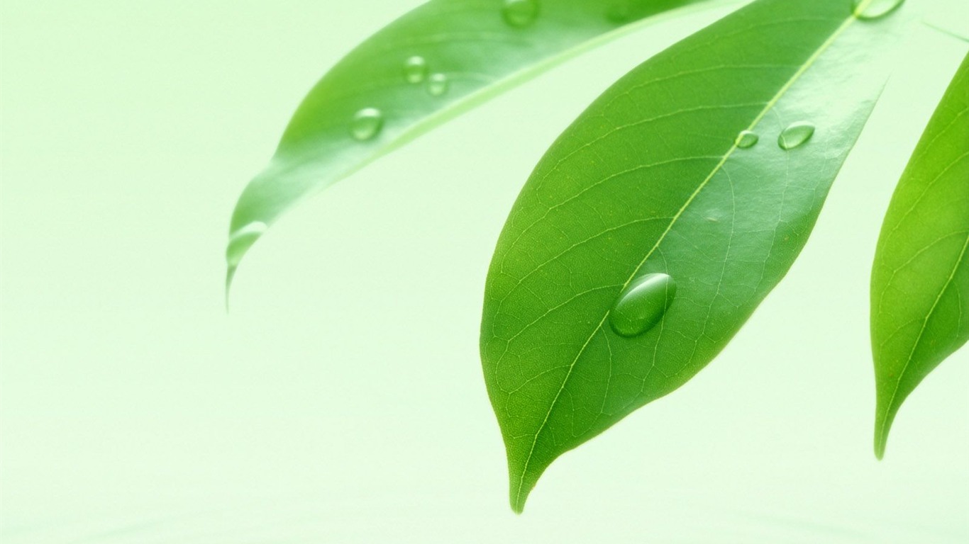 清爽水紋綠葉壁紙 #8 - 1366x768