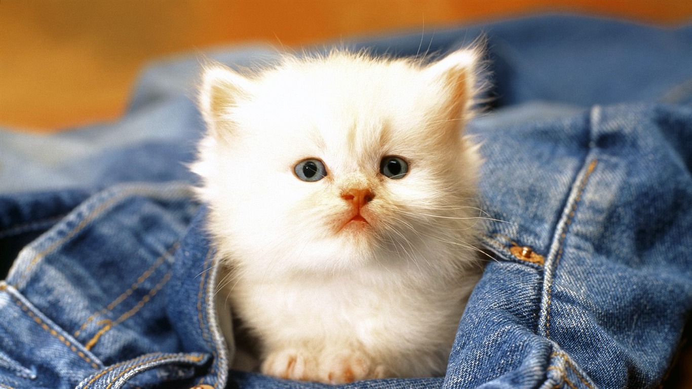 1600 Cat Foto tapety (1) #1 - 1366x768