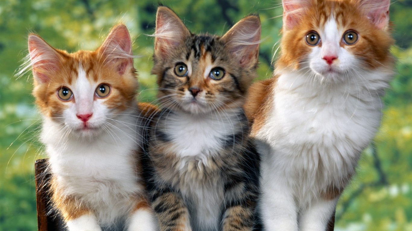 1600 Cat Photo Wallpaper (1) #3 - 1366x768