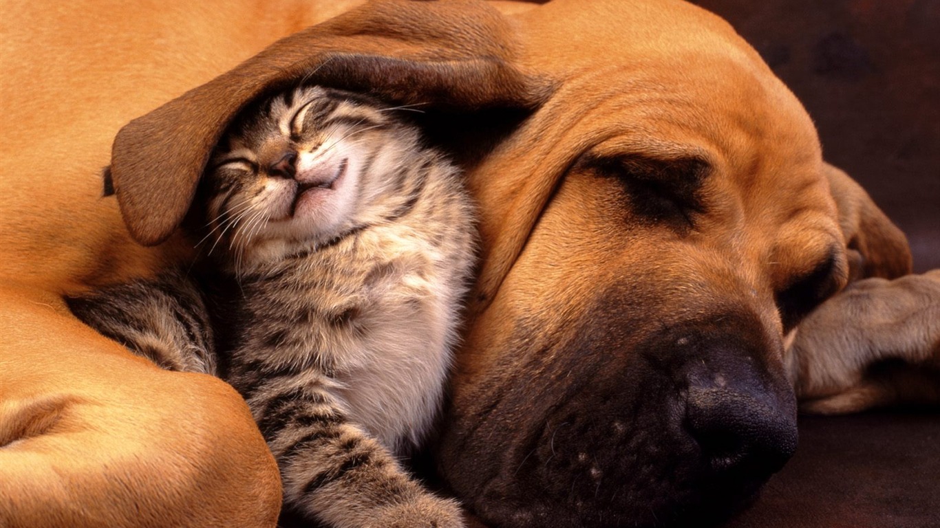 1600 Cat Foto tapety (1) #10 - 1366x768