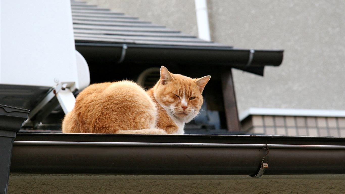 1600 Cat Foto tapety (1) #11 - 1366x768