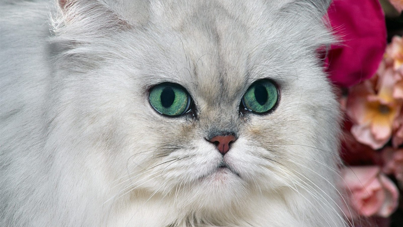 1600 Cat Photo Wallpaper (1) #12 - 1366x768