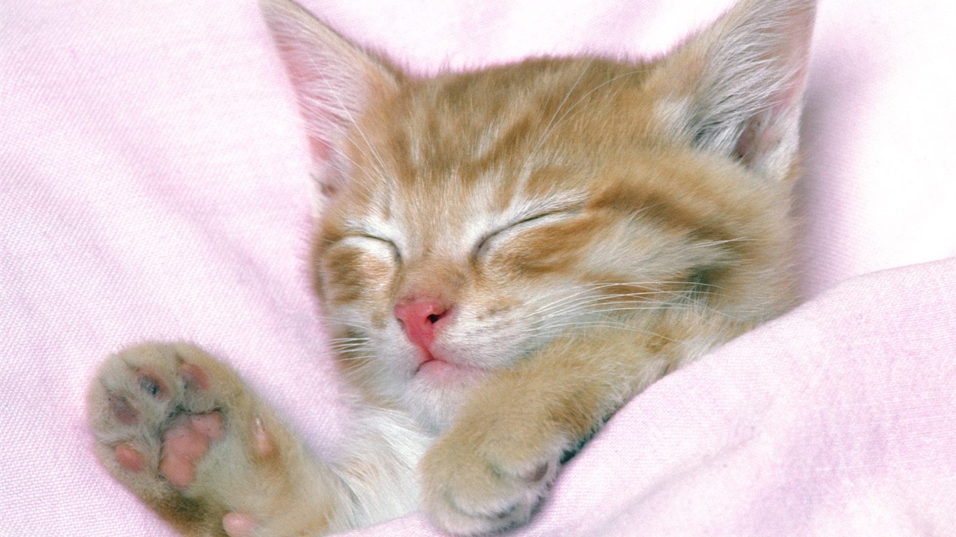 1600 Cat Foto tapety (1) #14 - 1366x768