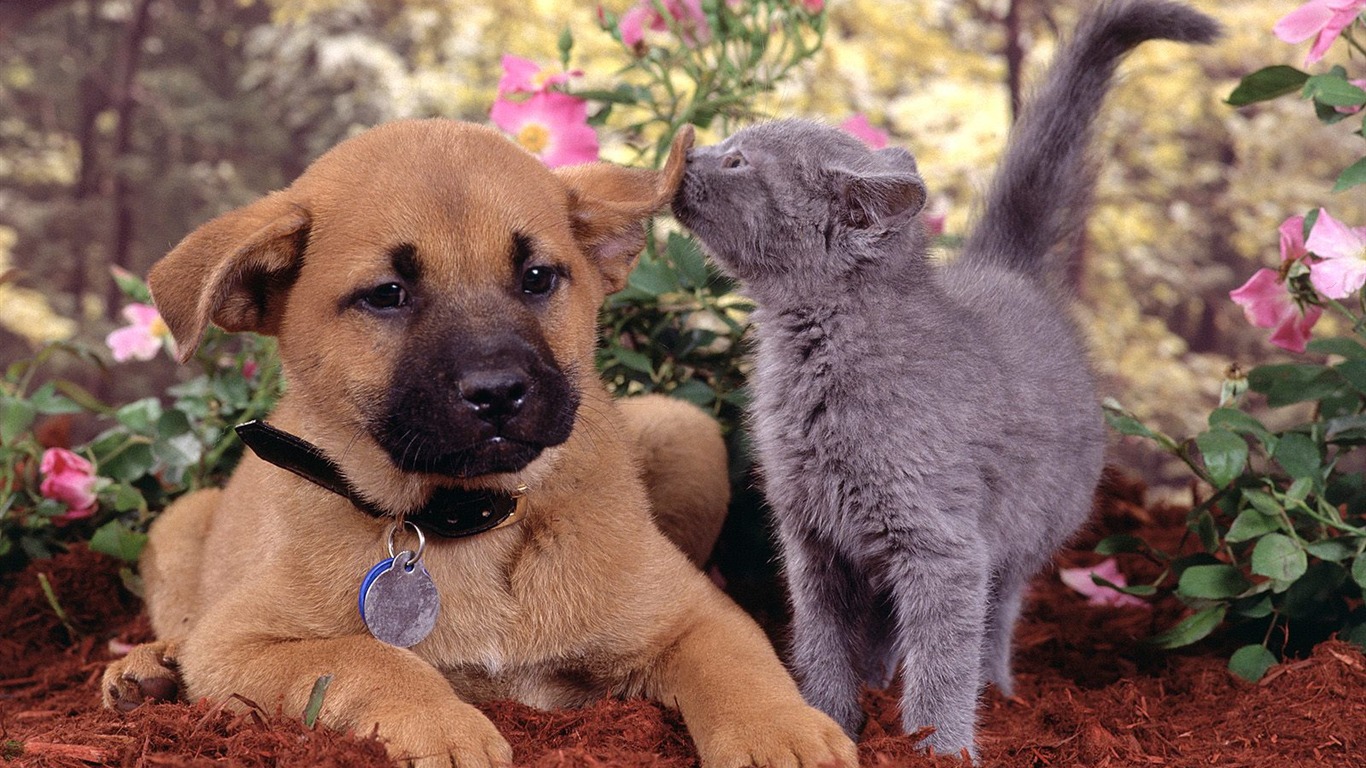 1600 Cat Foto tapety (1) #17 - 1366x768