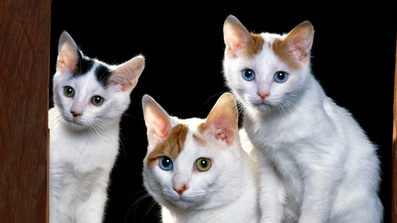 1600 Cat Foto tapety (1) #19 - 1366x768