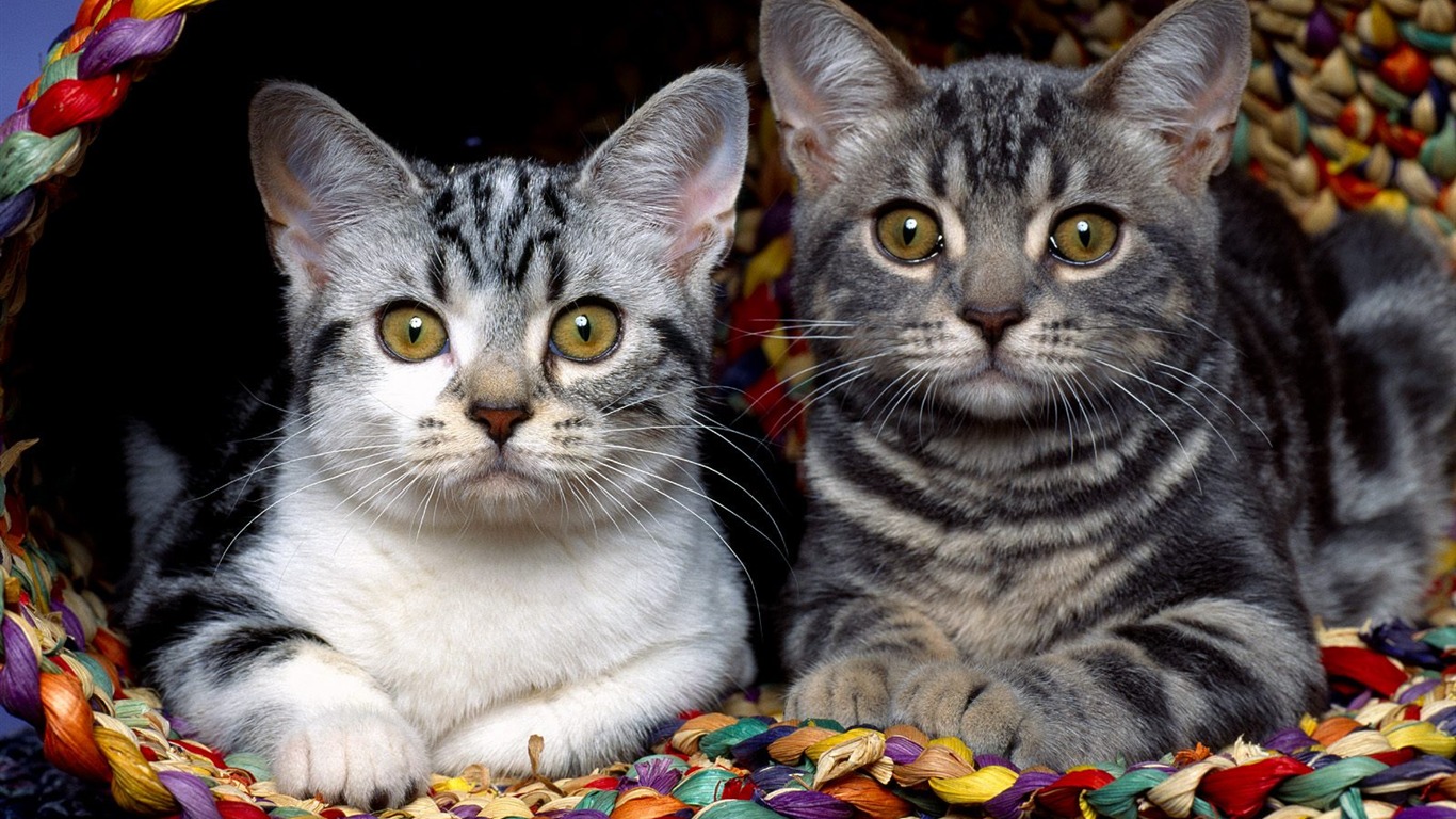 1600 Cat Foto tapety (1) #20 - 1366x768