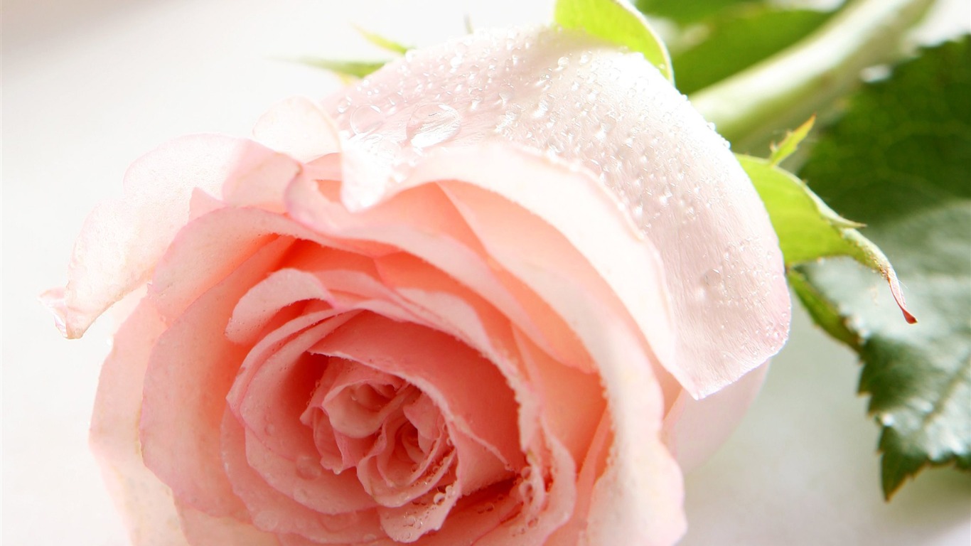 Large Rose Photo Wallpaper (1) #1 - 1366x768