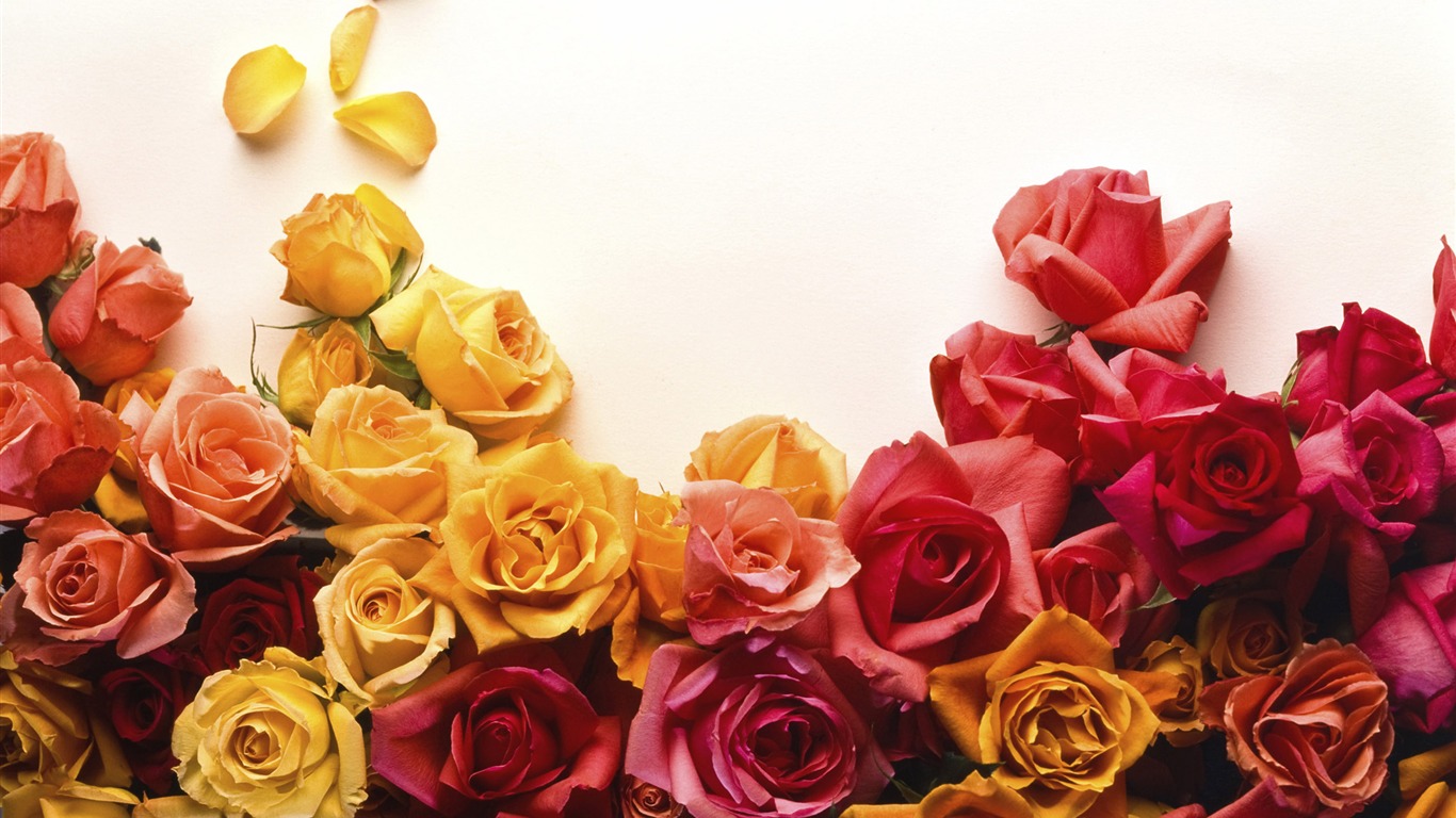 Large Rose Photo Wallpaper (1) #5 - 1366x768