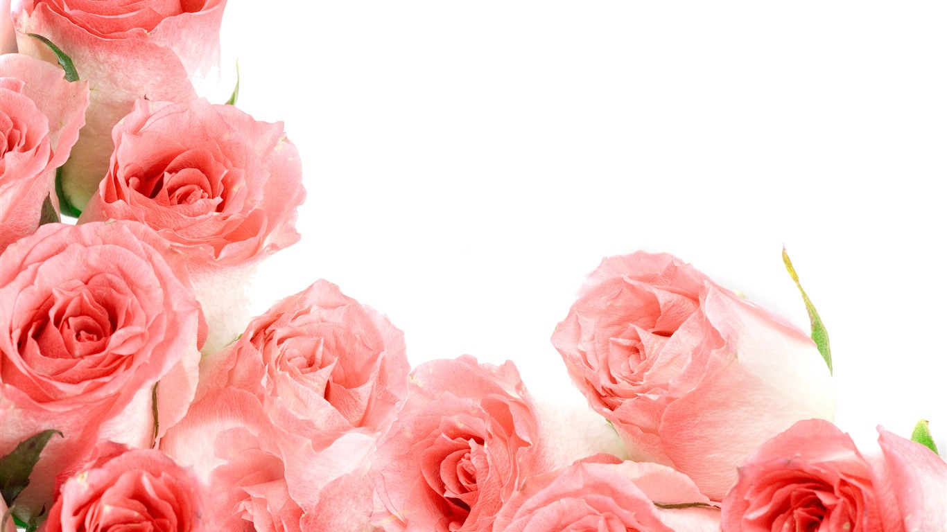 Velké Rose Foto tapety (1) #7 - 1366x768