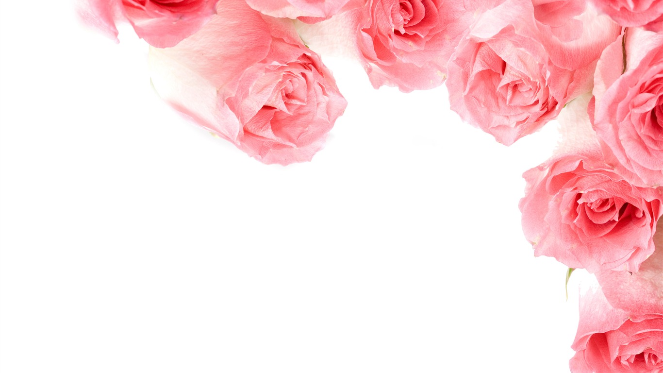 Large Rose Photo Wallpaper (1) #8 - 1366x768