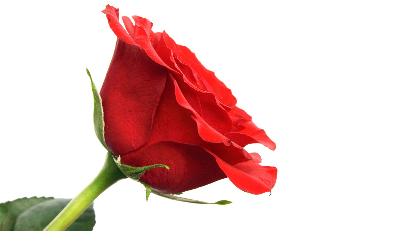 Velké Rose Foto tapety (1) #9 - 1366x768