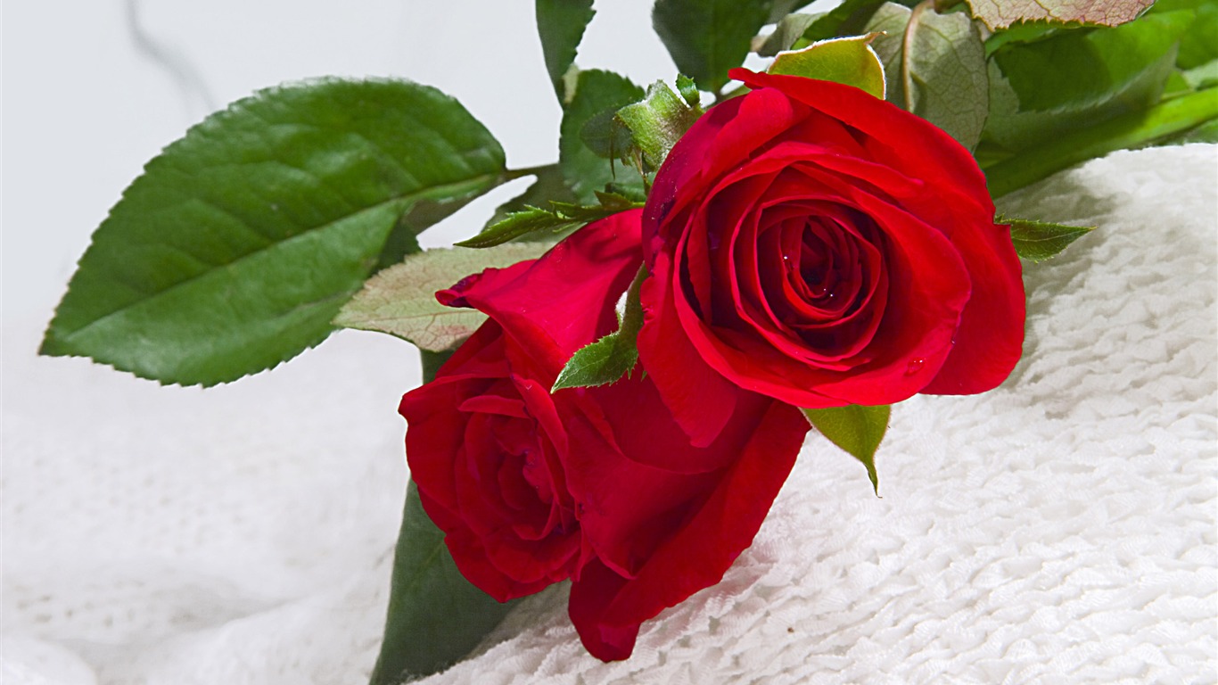 Large Rose Photo Wallpaper (1) #14 - 1366x768