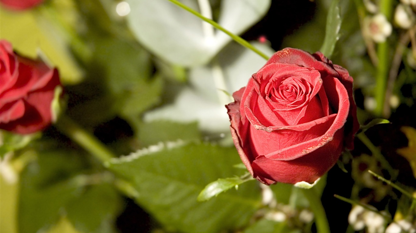 Large Rose Photo Wallpaper (1) #15 - 1366x768