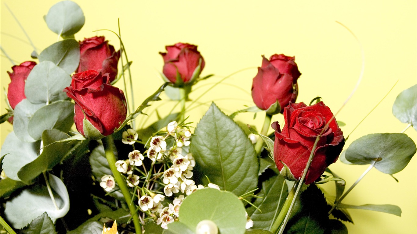 Velké Rose Foto tapety (1) #16 - 1366x768