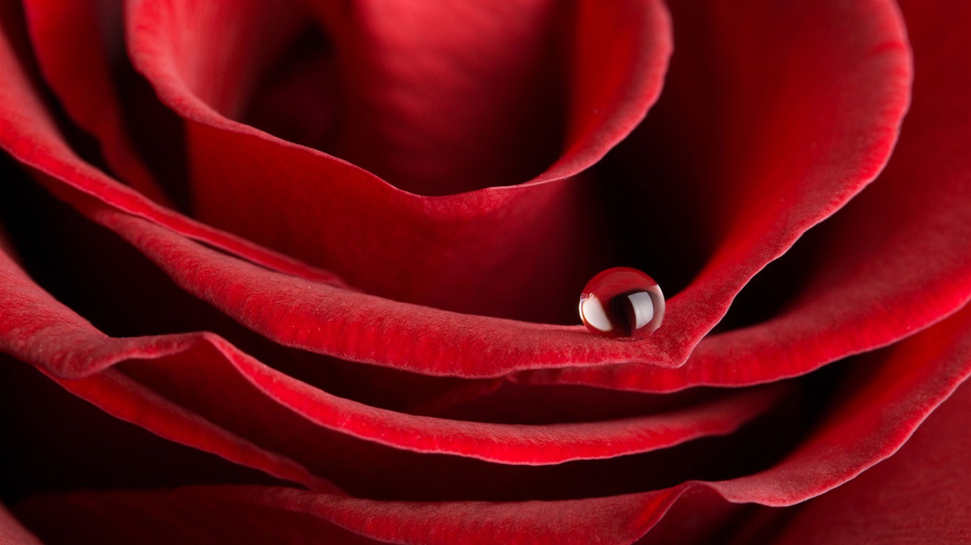 Velké Rose Foto tapety (1) #17 - 1366x768