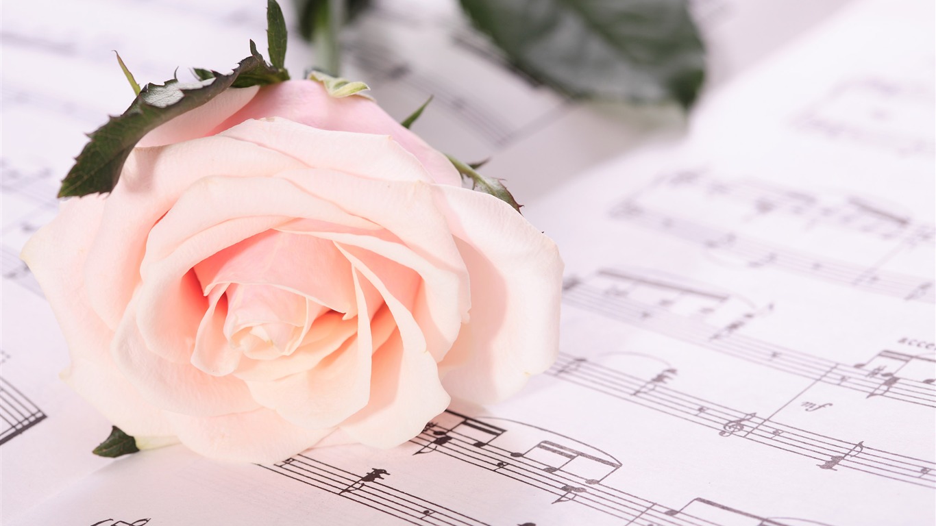 Velké Rose Foto tapety (1) #18 - 1366x768