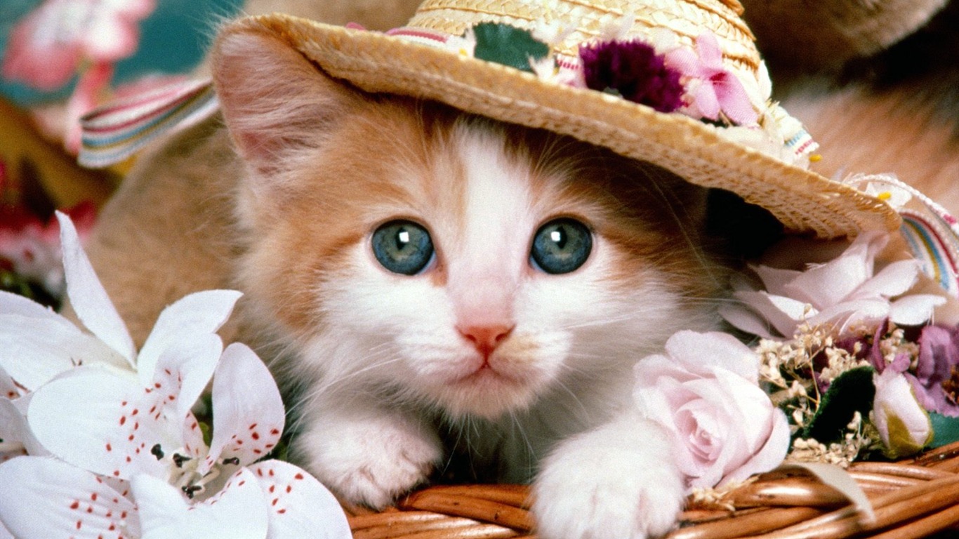 1600 Cat Foto tapety (2) #1 - 1366x768