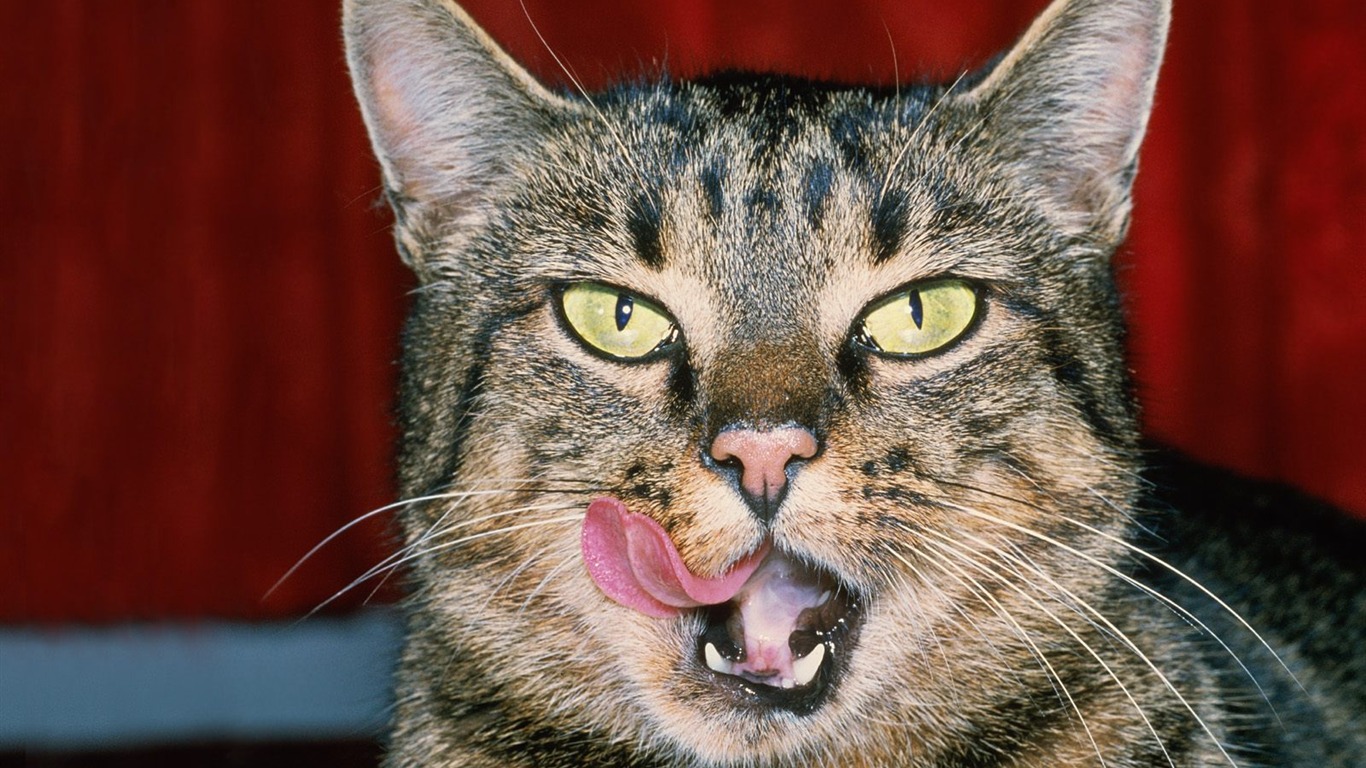 1600 Cat Foto tapety (2) #2 - 1366x768