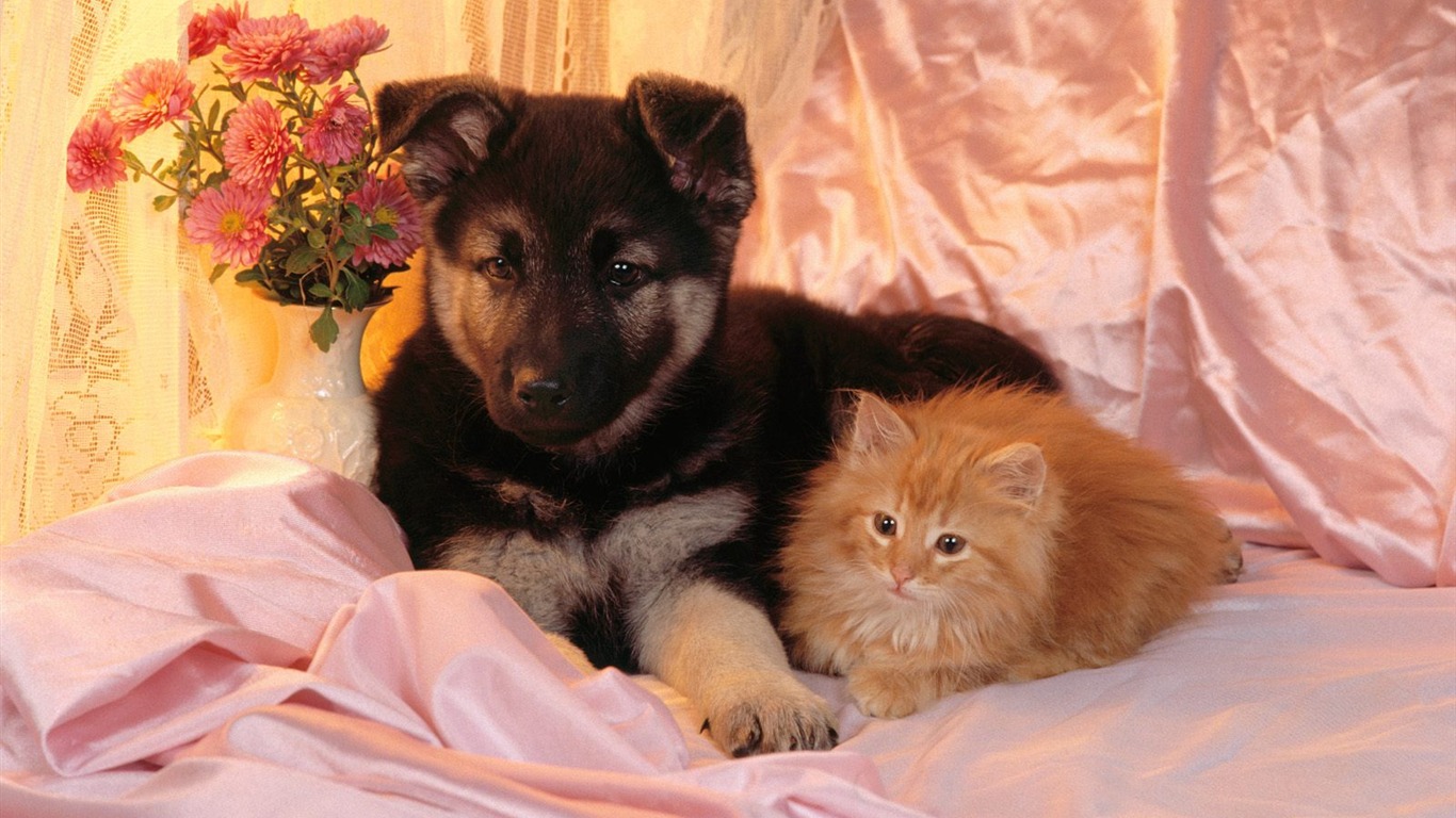 1600 Cat Foto tapety (2) #4 - 1366x768