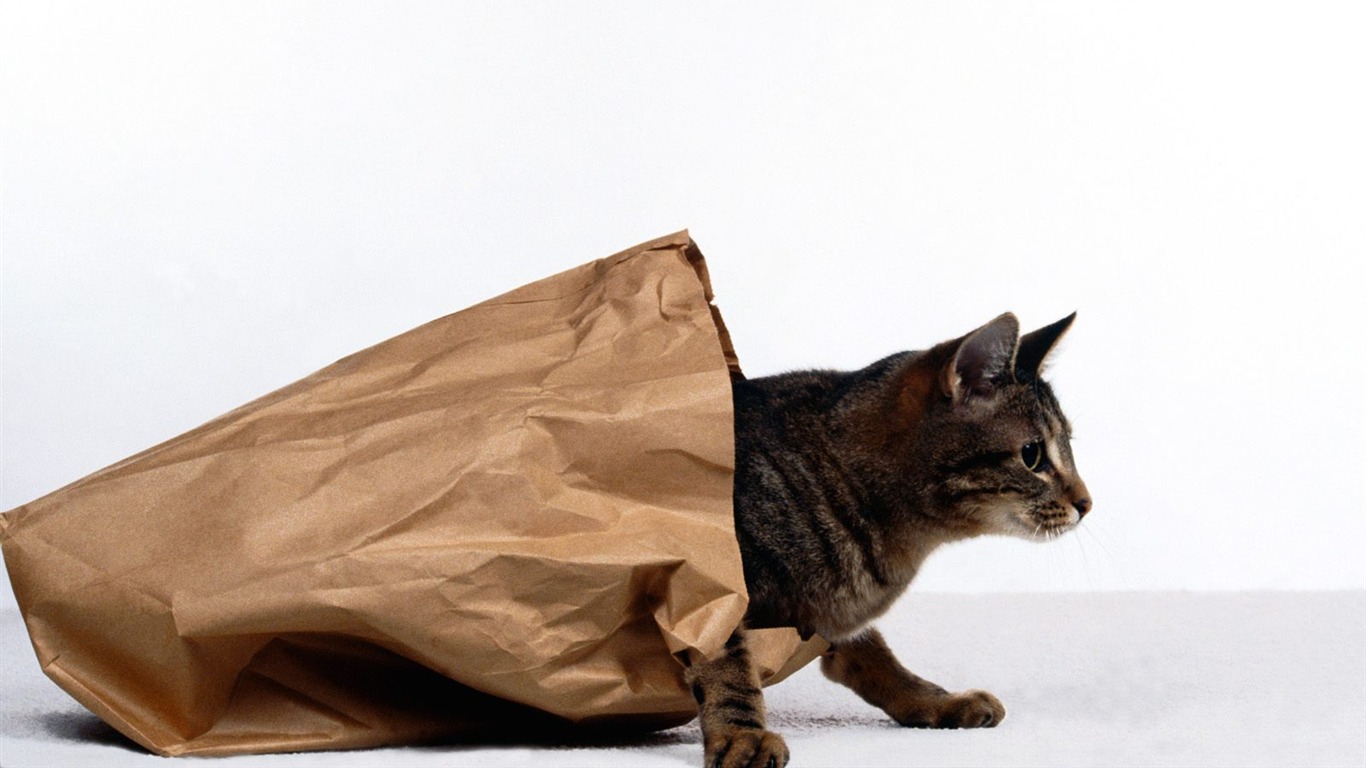 1600 Cat Foto tapety (2) #13 - 1366x768