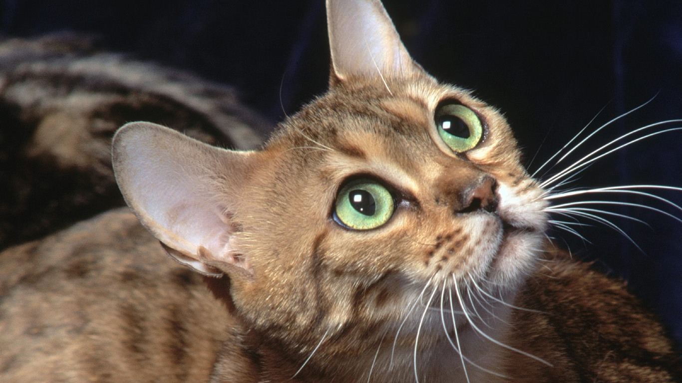 1600 Cat Foto tapety (2) #15 - 1366x768