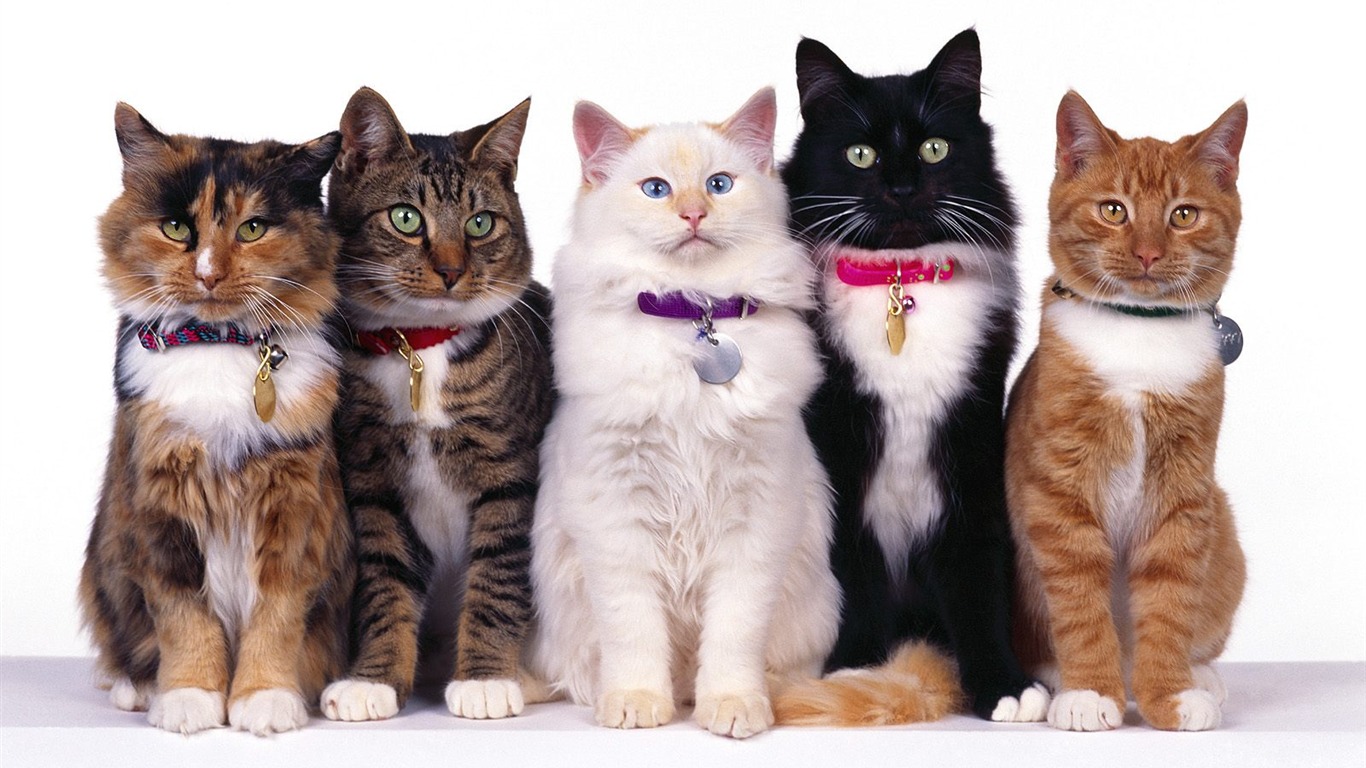 1600 Cat Photo Wallpaper (2) #19 - 1366x768
