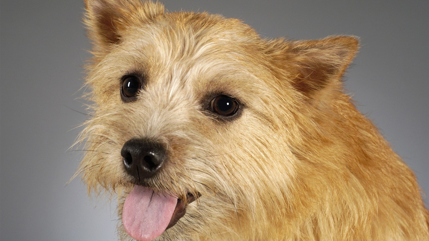 Puppy Foto HD Tapety na plochu (6) #1 - 1366x768