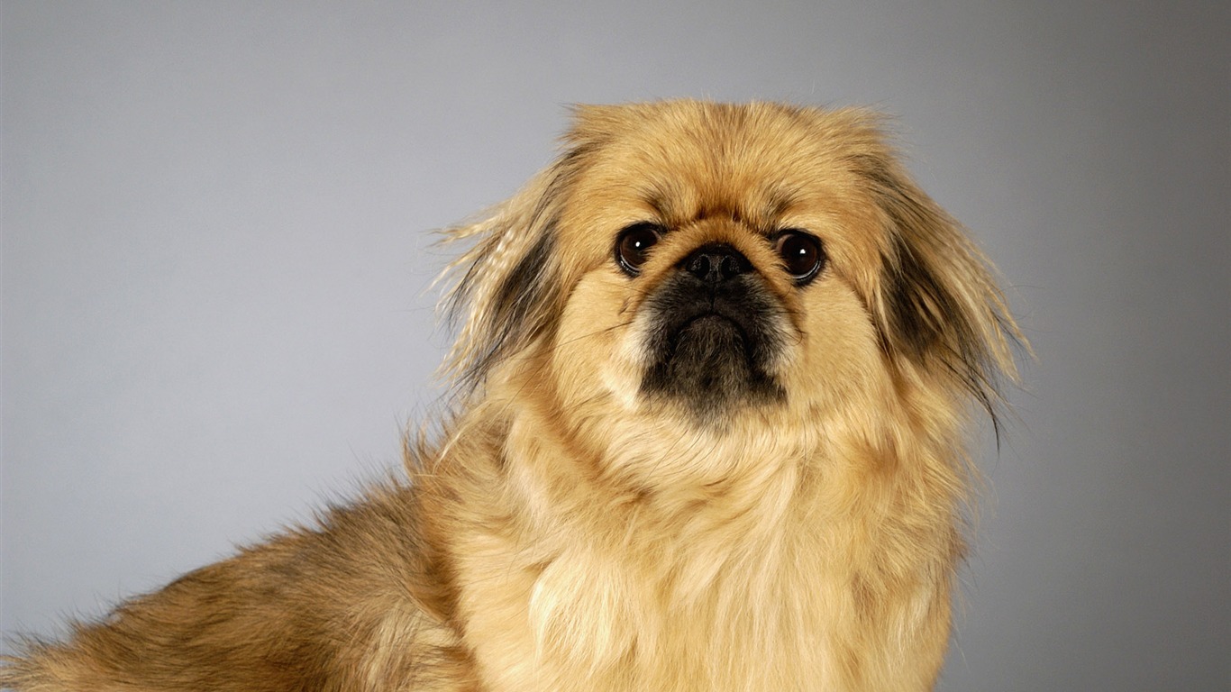 Puppy Photo HD wallpapers (6) #7 - 1366x768