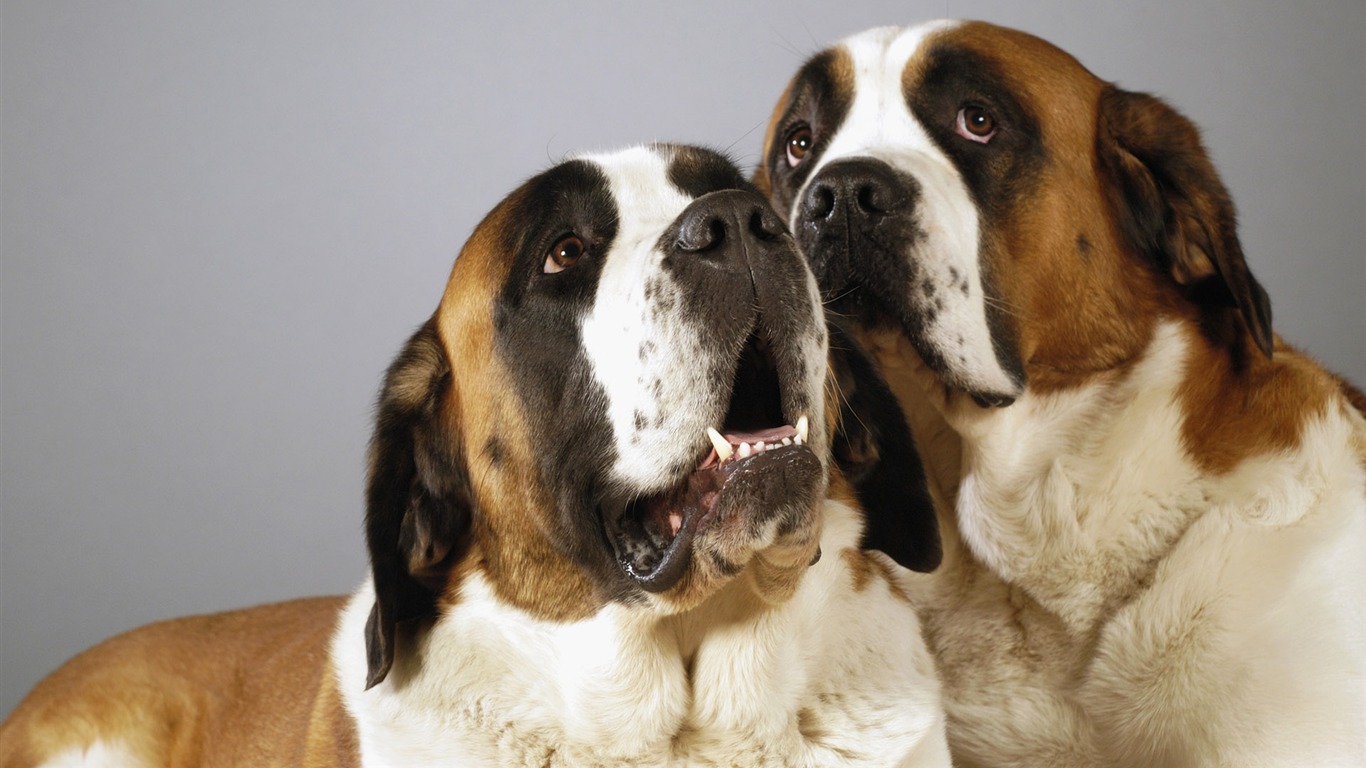 Puppy Foto HD Tapety na plochu (6) #12 - 1366x768