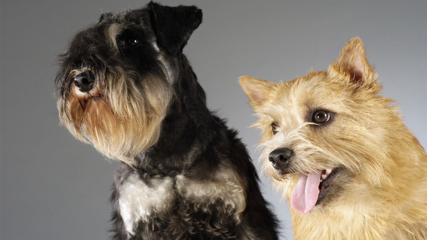 Puppy Foto HD Tapety na plochu (6) #17 - 1366x768